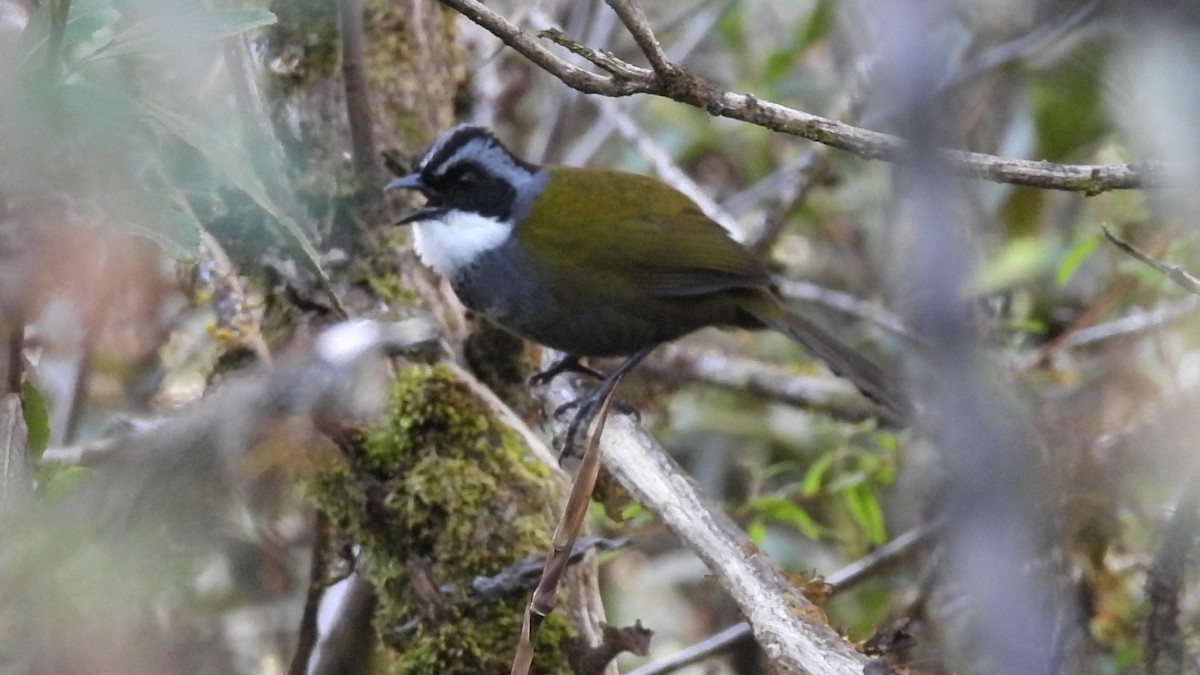 Gray-browed Brushfinch - ML621793540