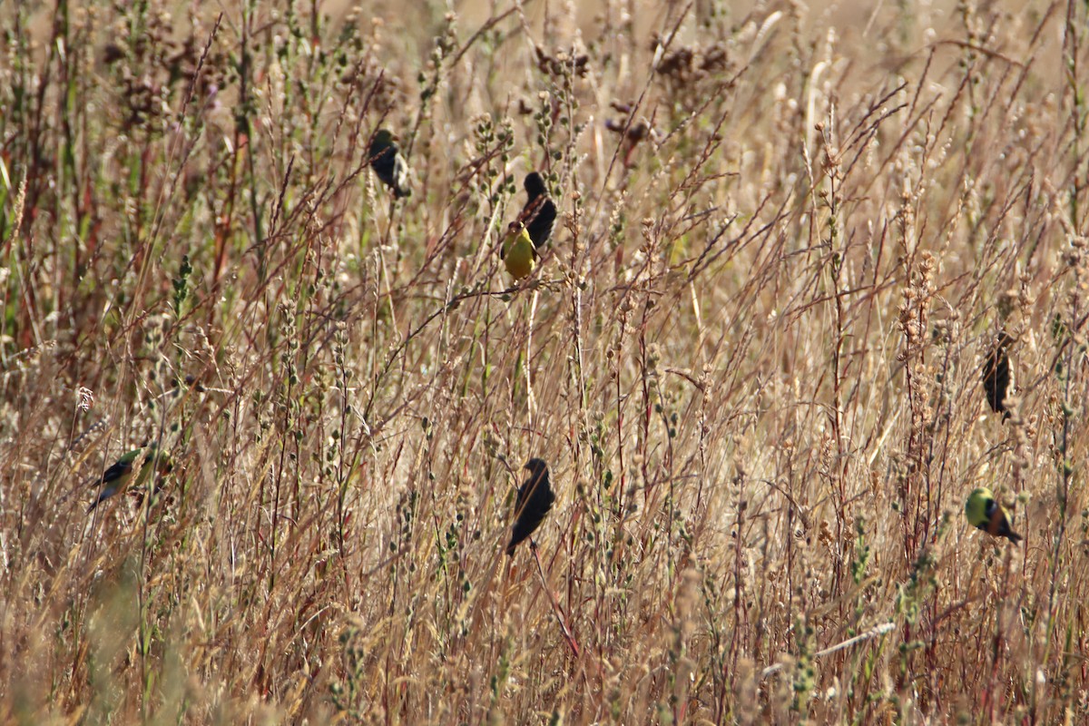 American Goldfinch - ML621793577