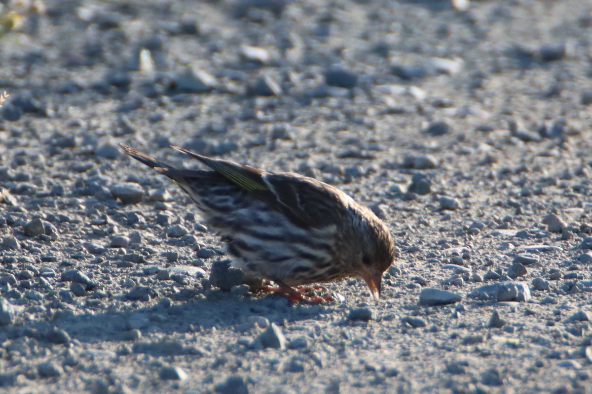 Pine Siskin - ML621793585