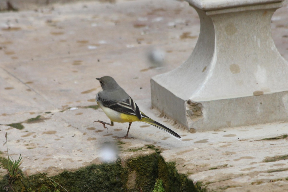 Gray Wagtail - ML621793627