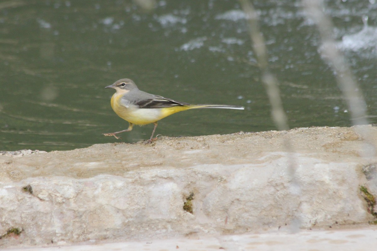 Gray Wagtail - ML621793628