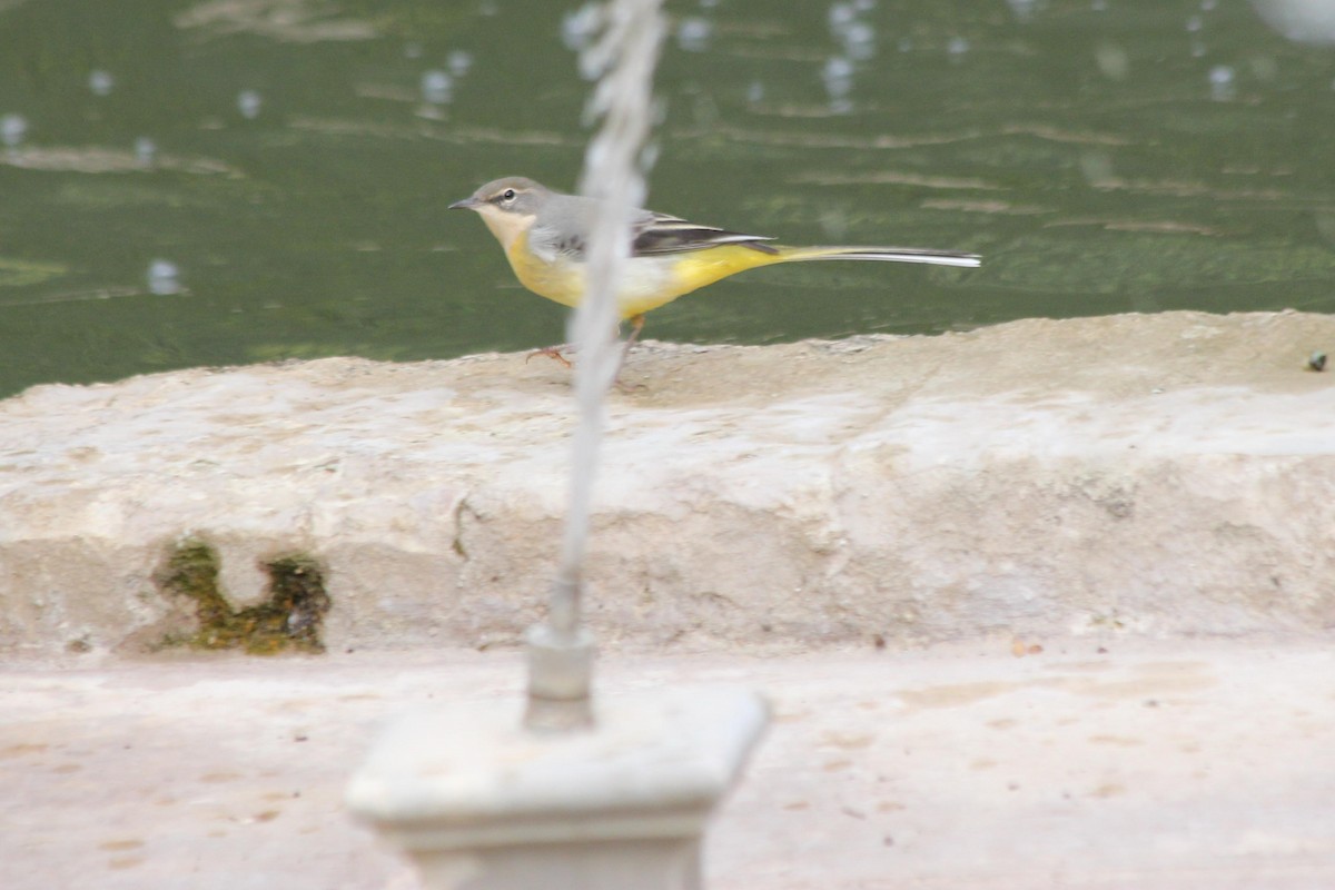 Gray Wagtail - ML621793629