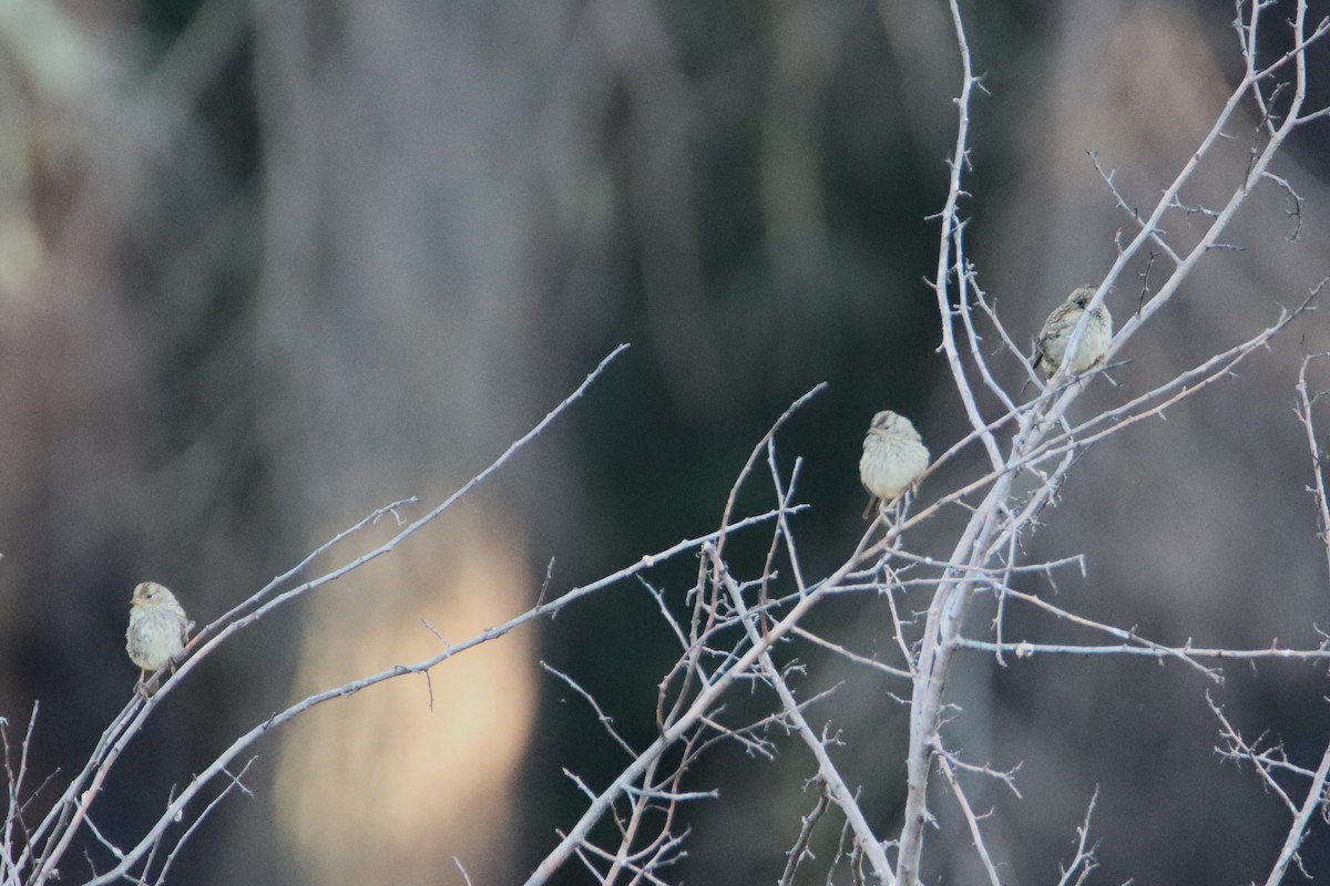 White-crowned Sparrow - ML621793643