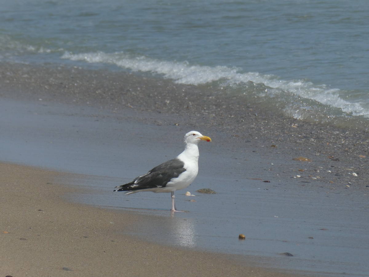 Great Black-backed Gull - ML621793660