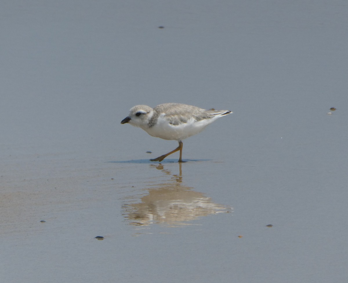 Piping Plover - ML621793719