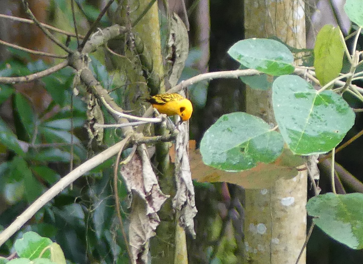 Golden Tanager - ML621793830