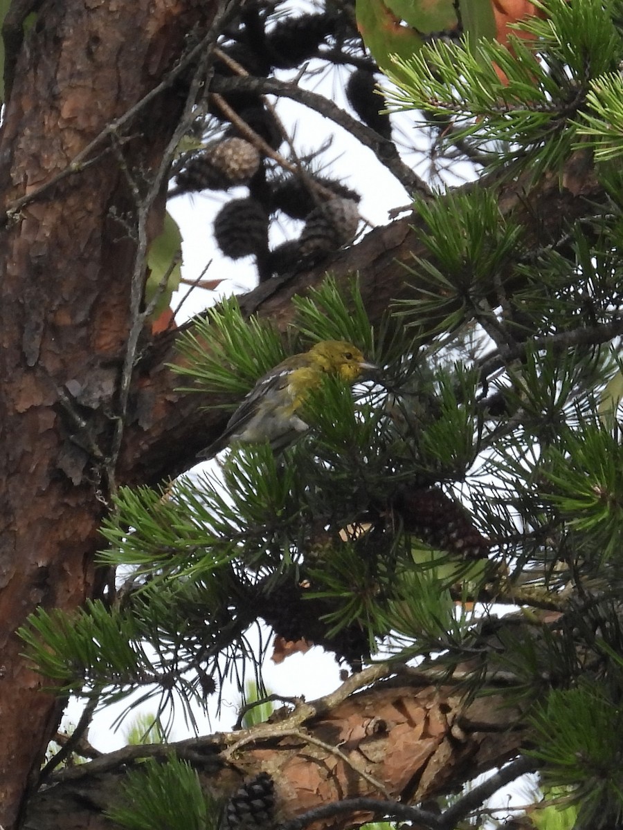 Pine Warbler - Tracy Mosebey