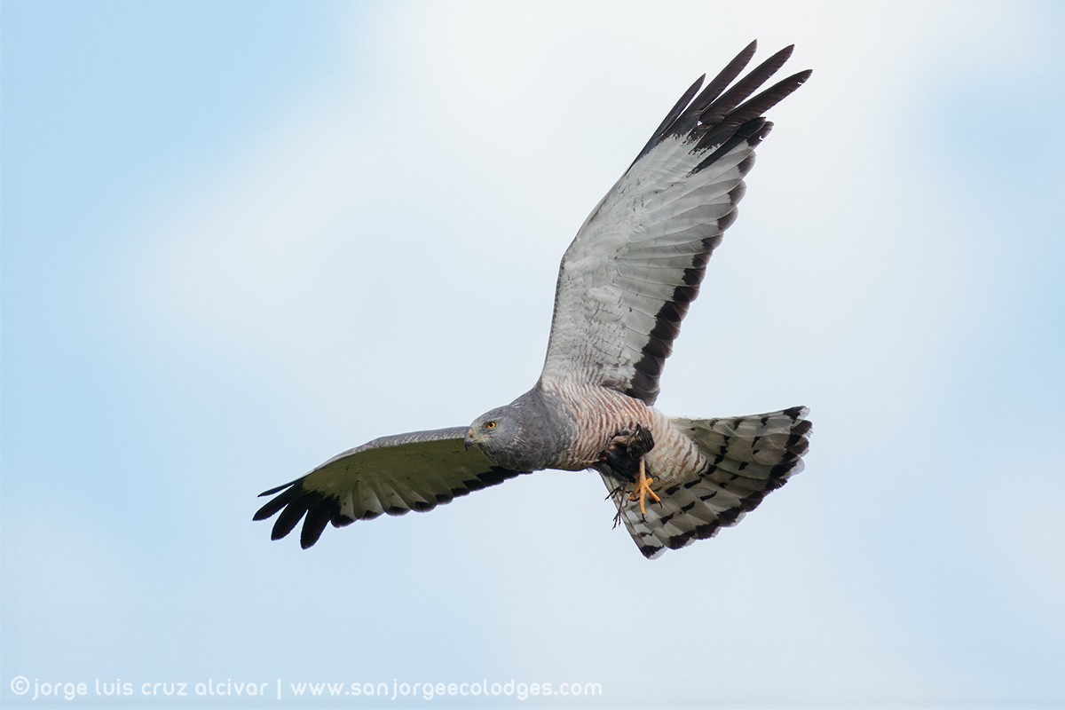 Cinereous Harrier - ML621794121