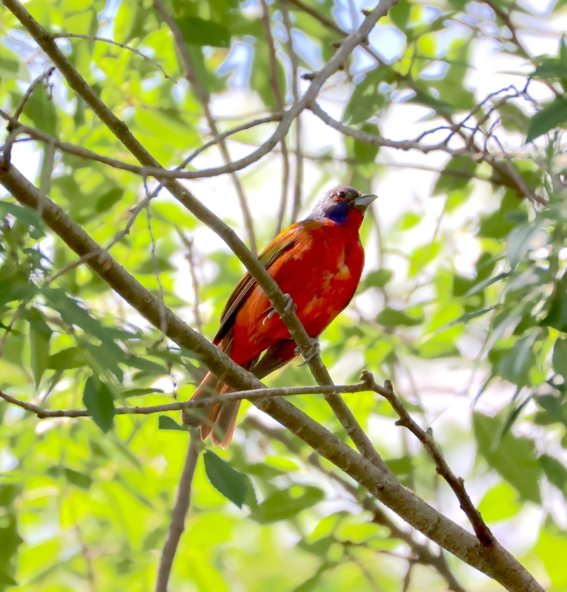 Painted Bunting - ML621794133