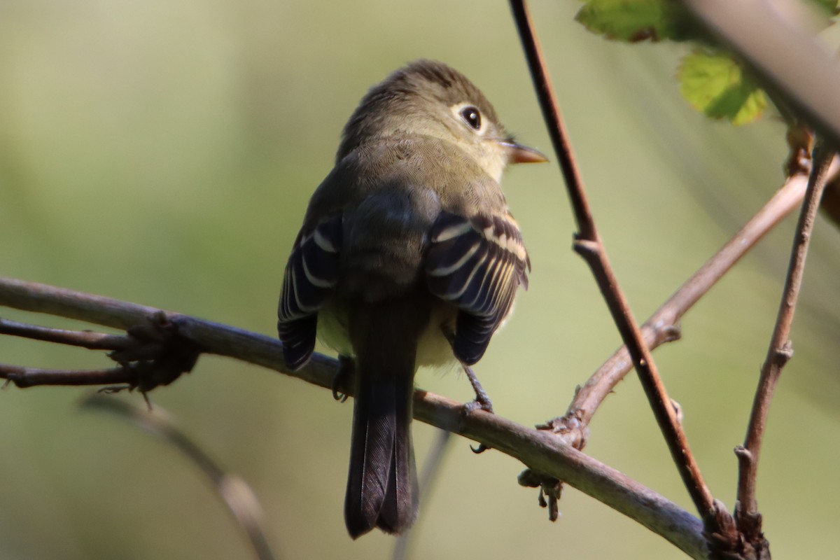 Western Flycatcher - ML621794249