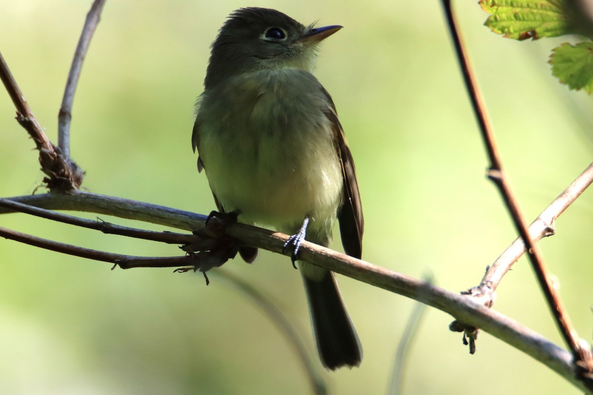 Western Flycatcher - ML621794261