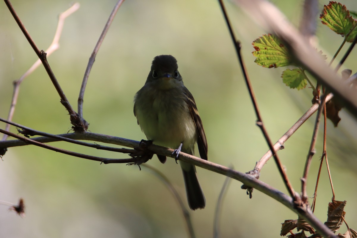 Western Flycatcher - ML621794275