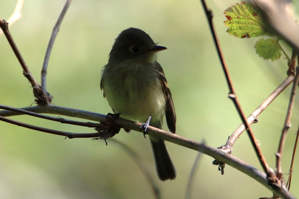 Western Flycatcher - Daniel Donnecke