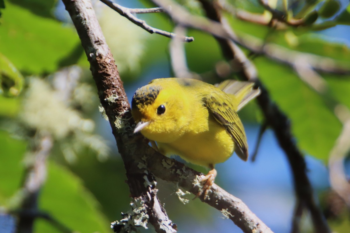 Wilson's Warbler - ML621794301