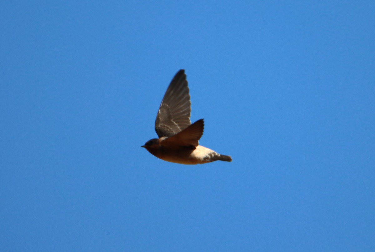 Cliff Swallow - ML621794364