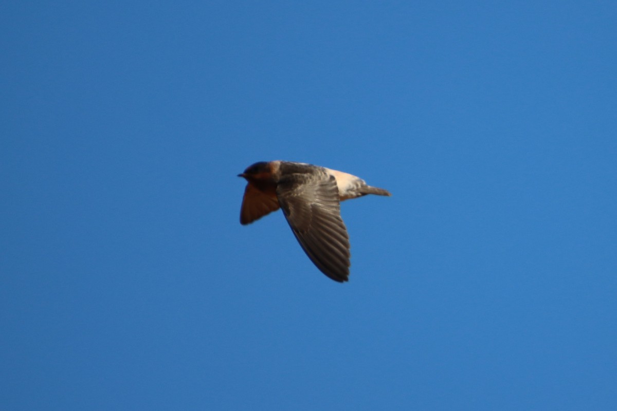 Cliff Swallow - ML621794378