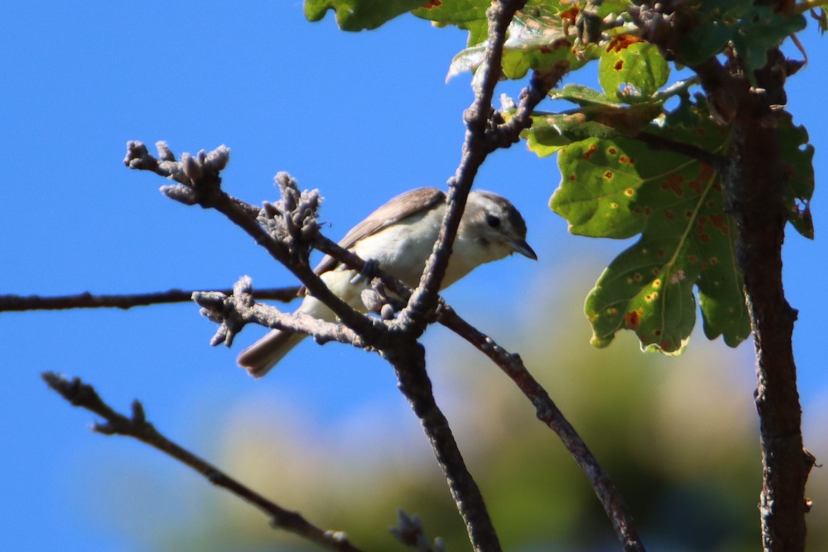 Warbling Vireo - ML621794416