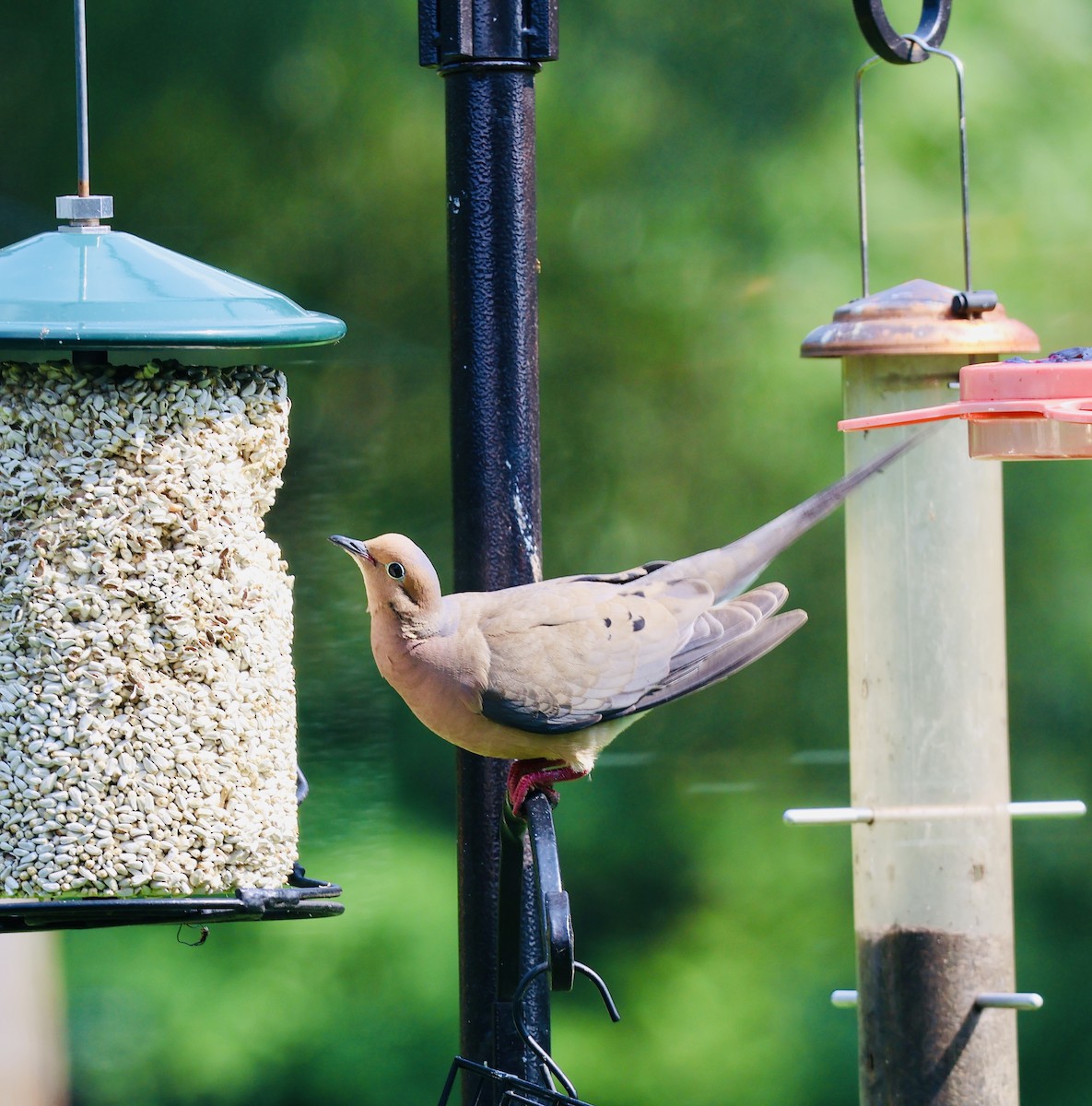 Mourning Dove - ML621794443