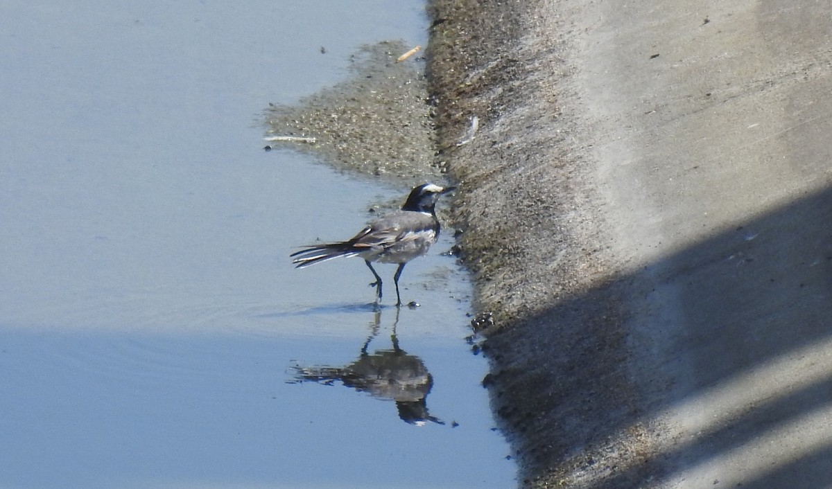 White Wagtail (Black-backed) - ML621794446