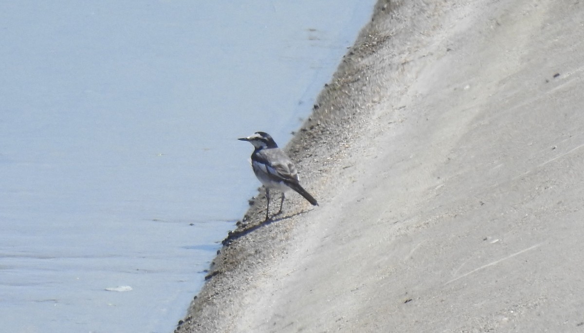 White Wagtail (Black-backed) - ML621794450