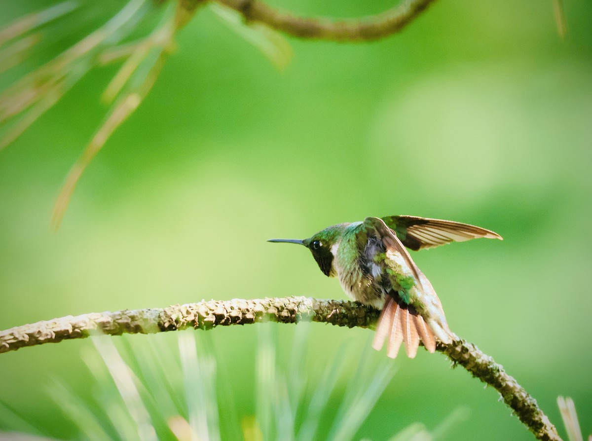 Ruby-throated Hummingbird - ML621794453