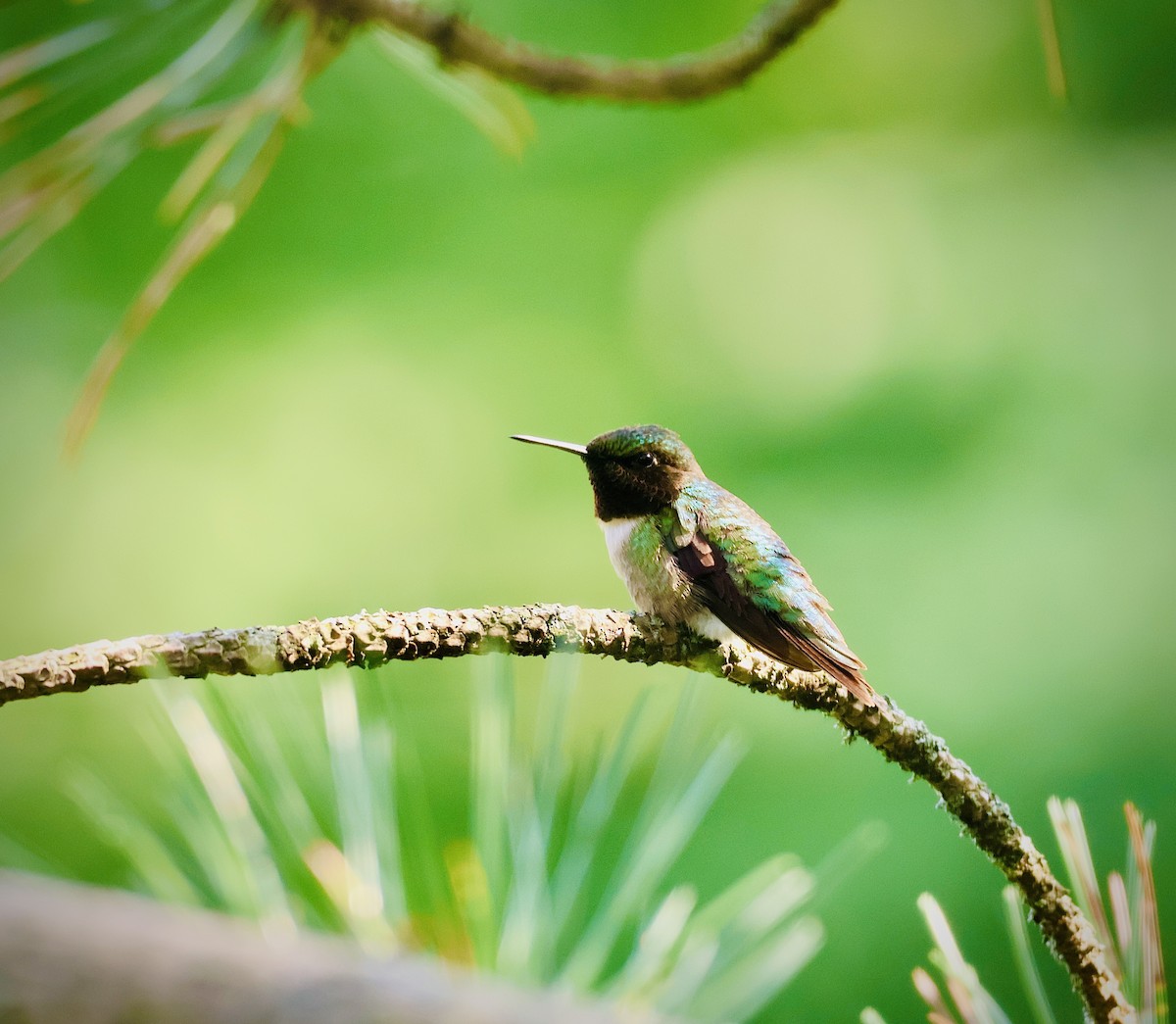 Ruby-throated Hummingbird - Martin Yates