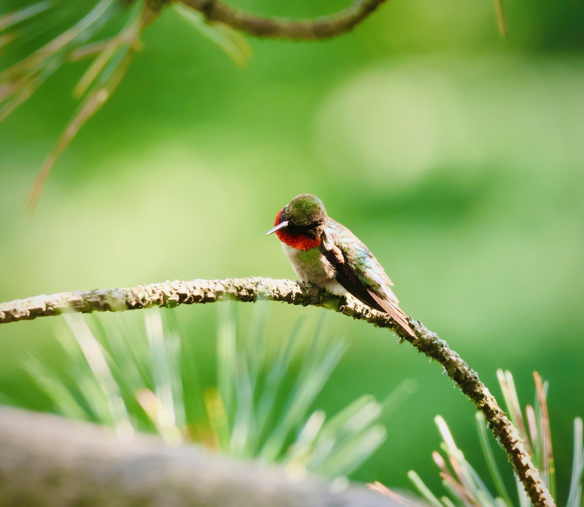 Ruby-throated Hummingbird - Martin Yates