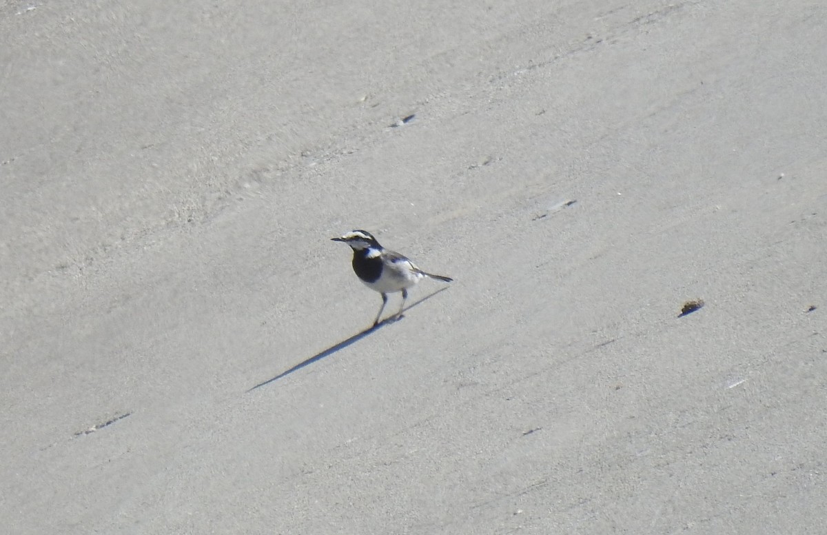 White Wagtail (Black-backed) - ML621794461