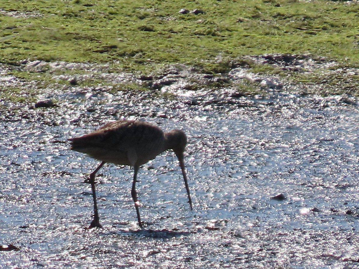 Long-billed Dowitcher - ML621794538