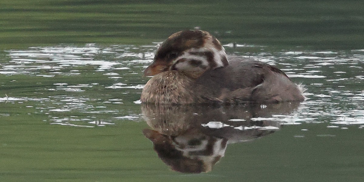 Pied-billed Grebe - ML621794621