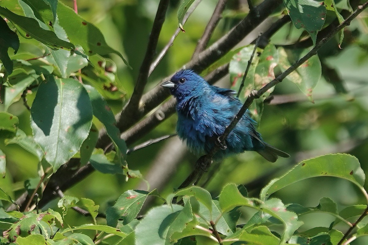 Indigo Bunting - ML621794731