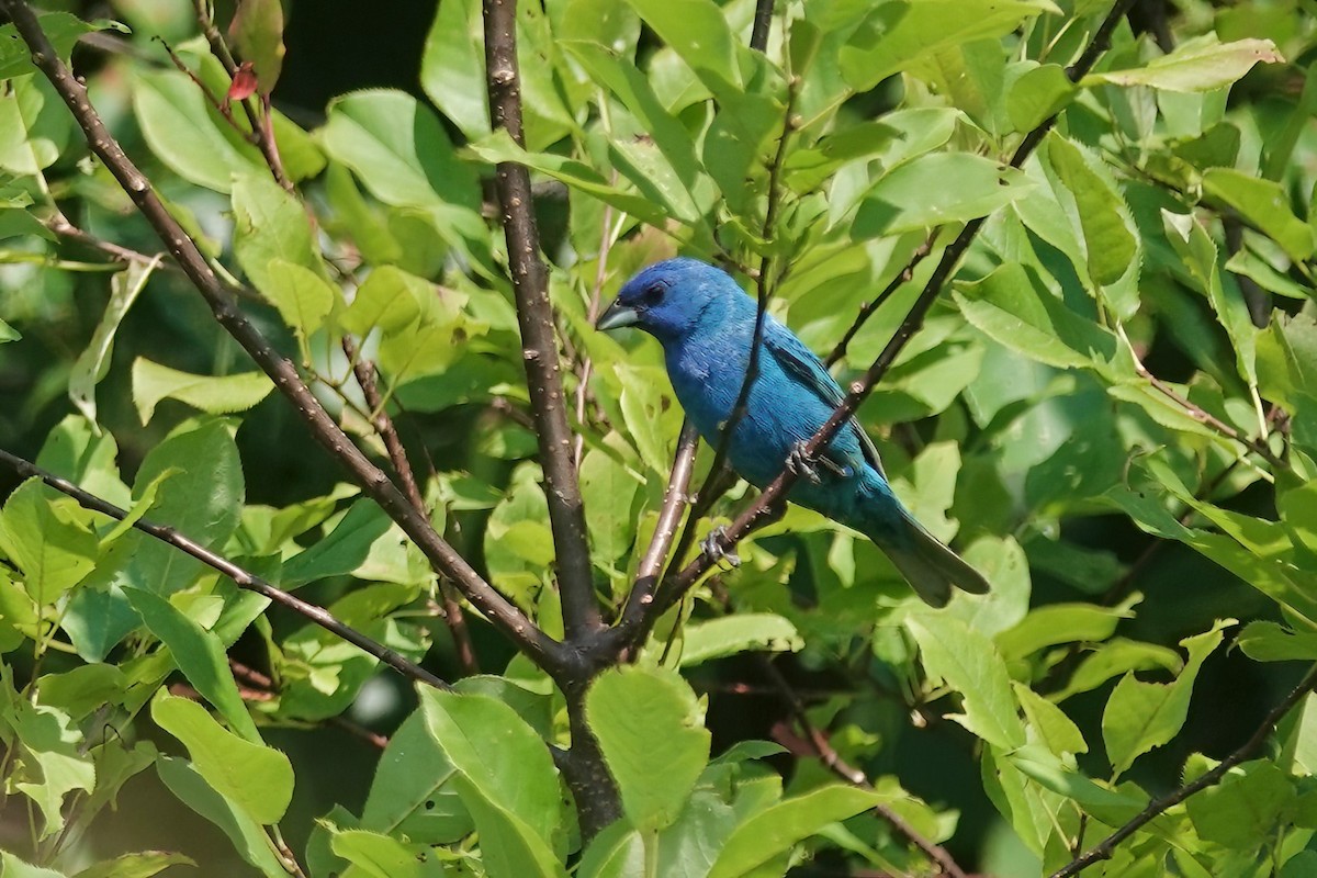 Indigo Bunting - ML621794732