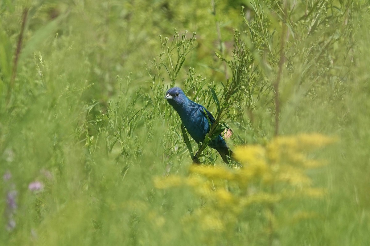 Indigo Bunting - ML621794733