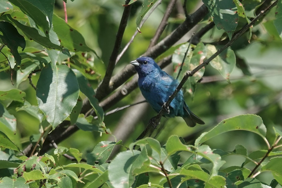 Indigo Bunting - ML621794734