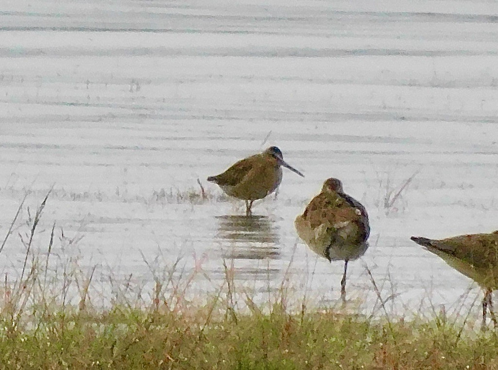 Short-billed Dowitcher - ML621794744