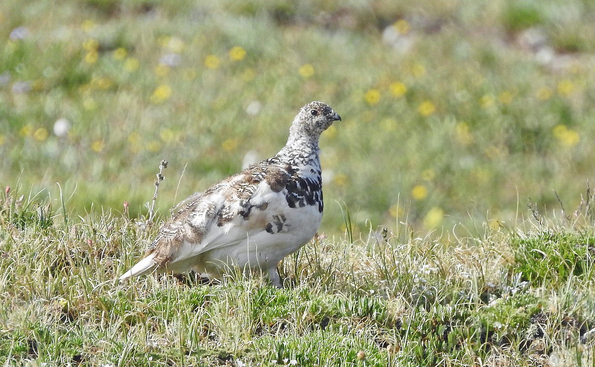 White-tailed Ptarmigan - ML621794754