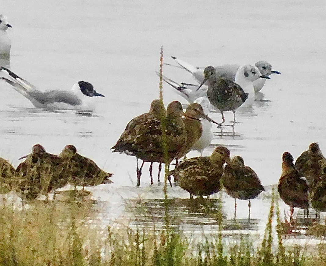 Hudsonian Godwit - ML621794775