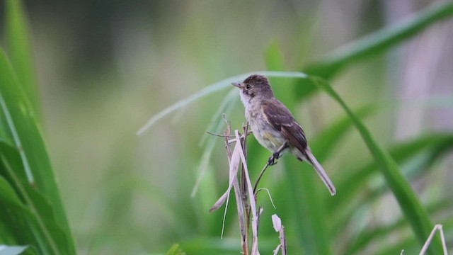 White-throated Flycatcher - ML621794780