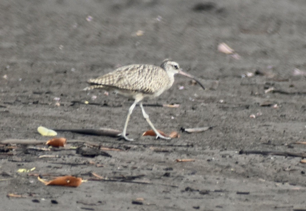 Whimbrel - ML621794800