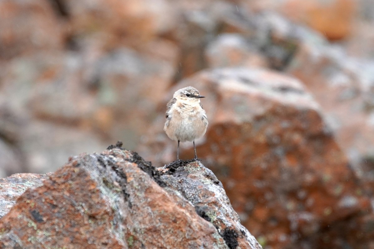 Northern Wheatear - ML621794908