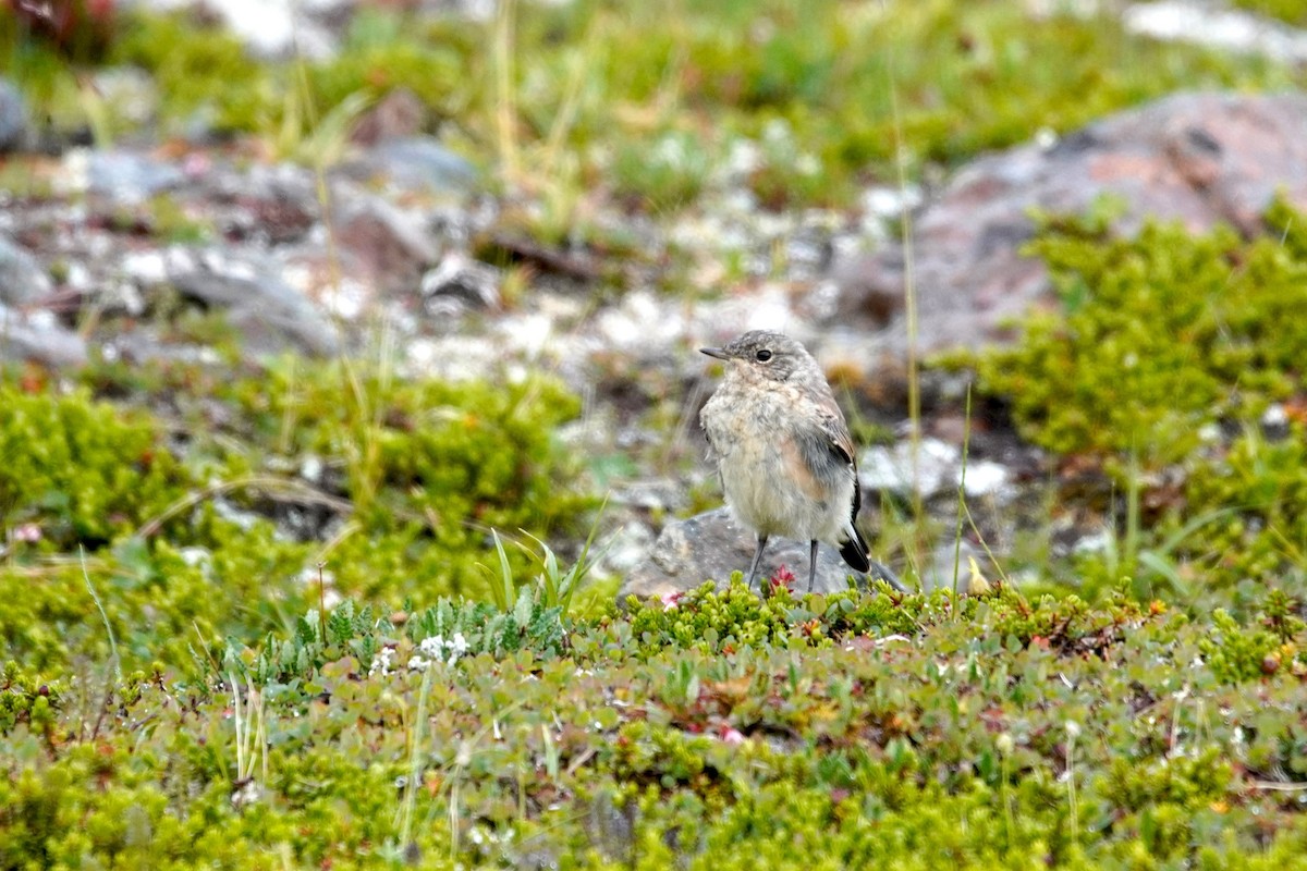 Northern Wheatear - Alexander Lange