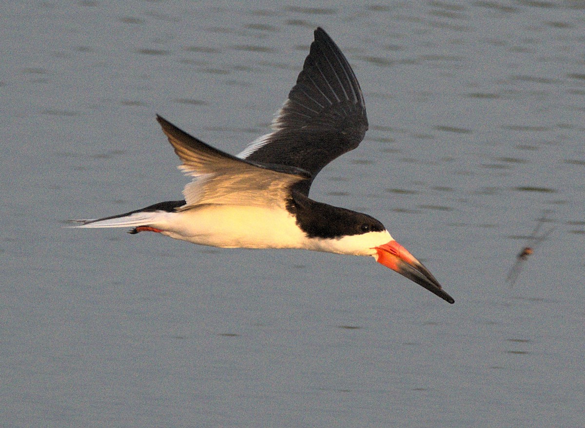 Black Skimmer - ML621794935