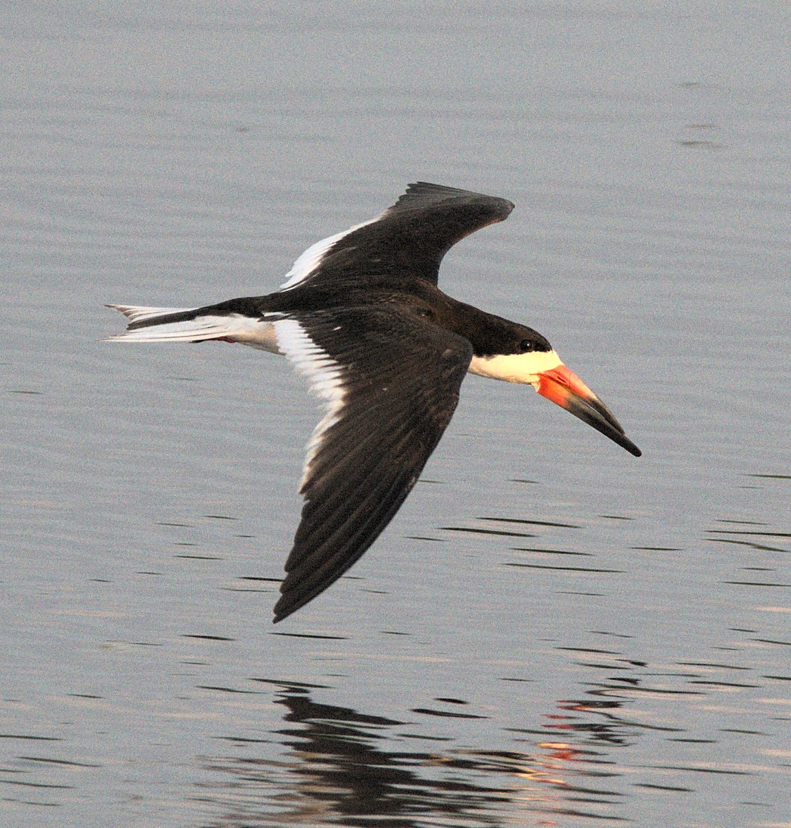 Black Skimmer - ML621794936