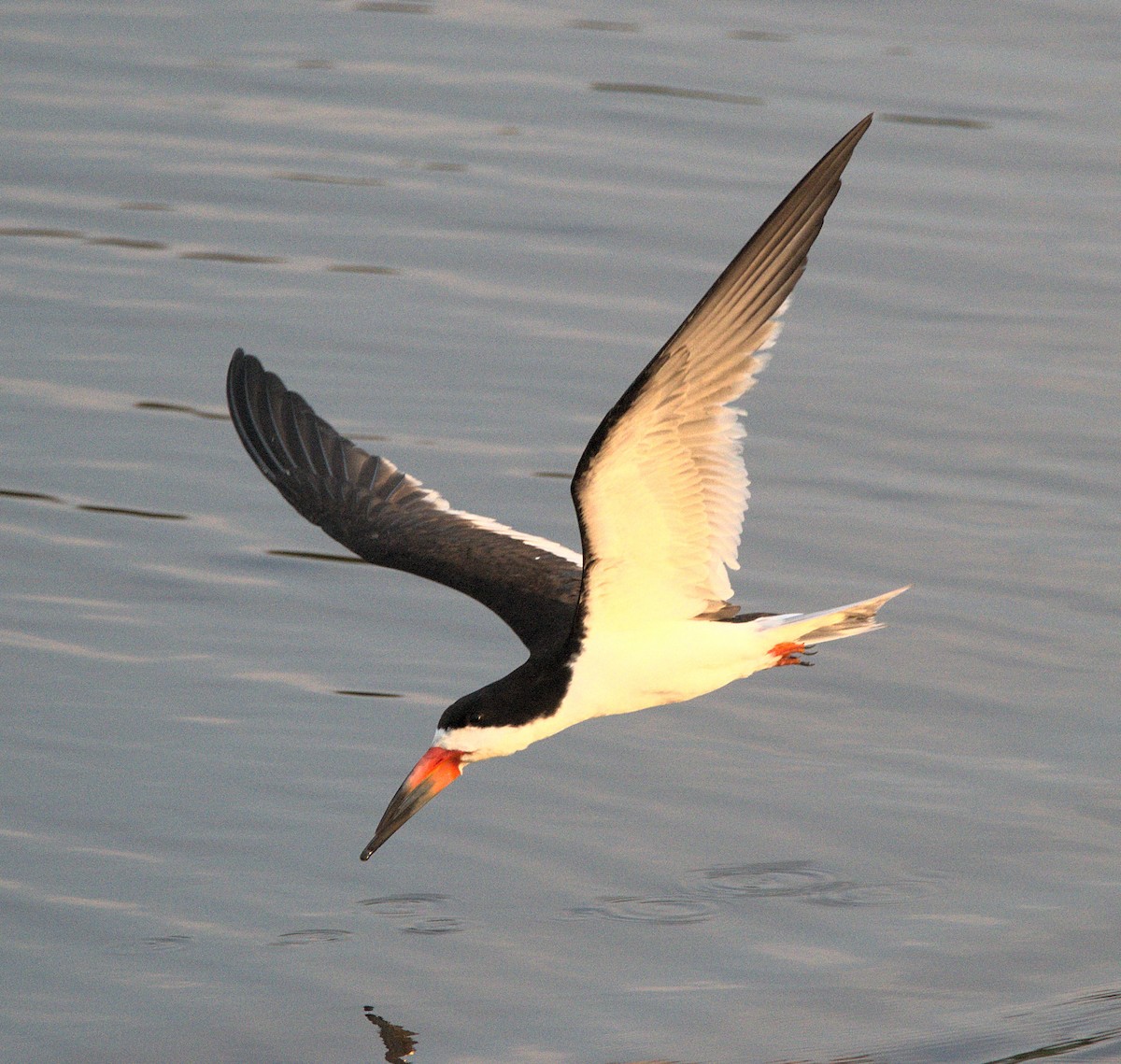 Black Skimmer - ML621794937