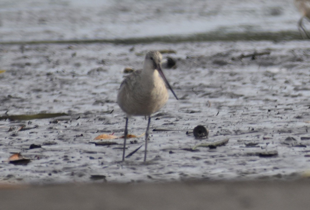 Marbled Godwit - ML621794939