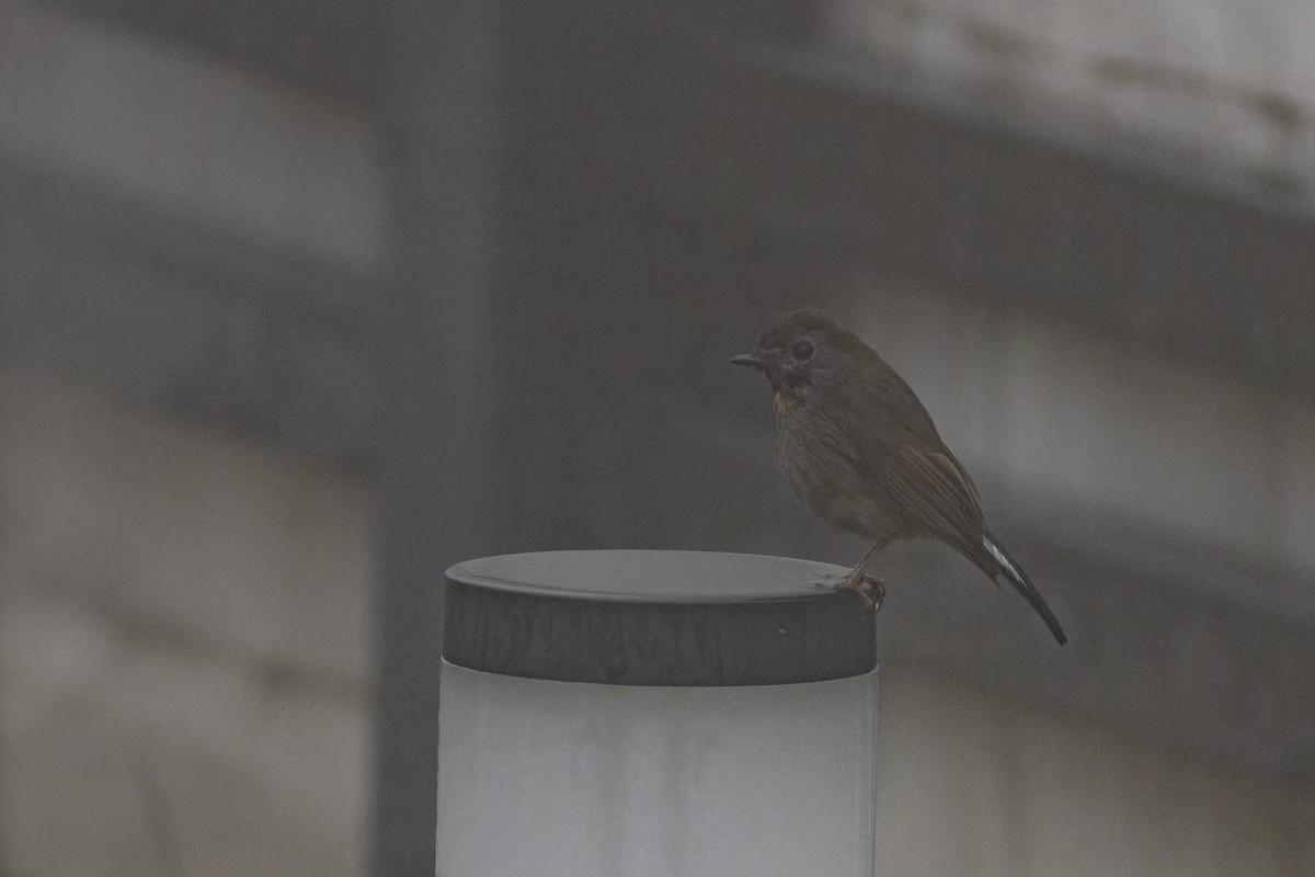 Rufous-gorgeted Flycatcher - Goose Way