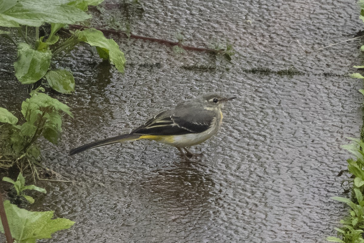 Gray Wagtail - ML621795000