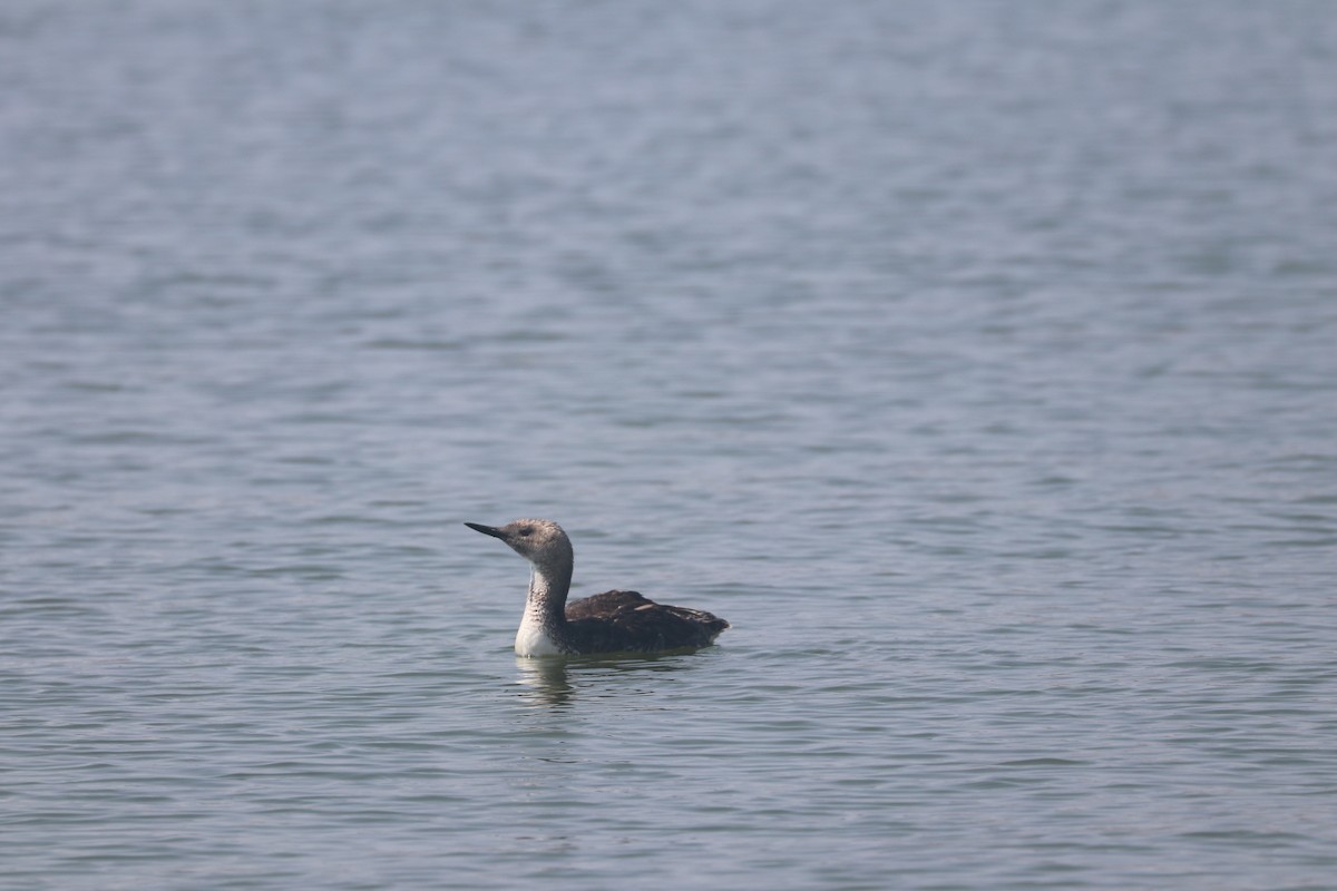 Red-throated Loon - ML621795072