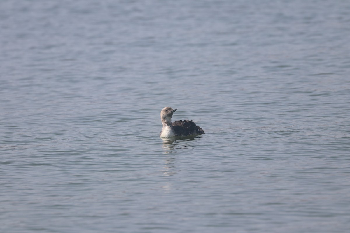 Red-throated Loon - ML621795090