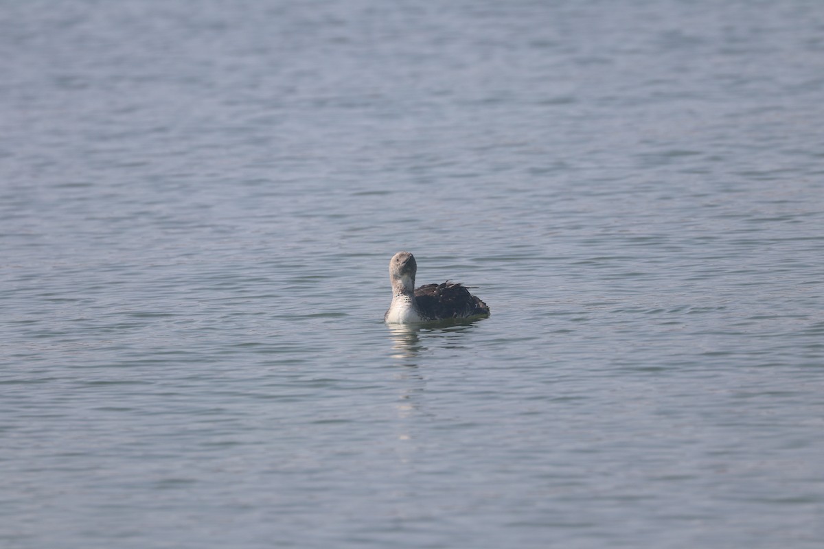 Red-throated Loon - ML621795098